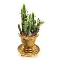 Natural Euphorbia