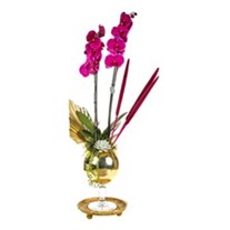 Royal Pink Orchid