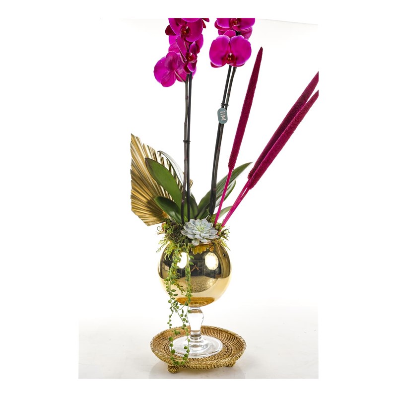 Royal Pink Orchid