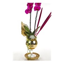 Royal Pink Orchid