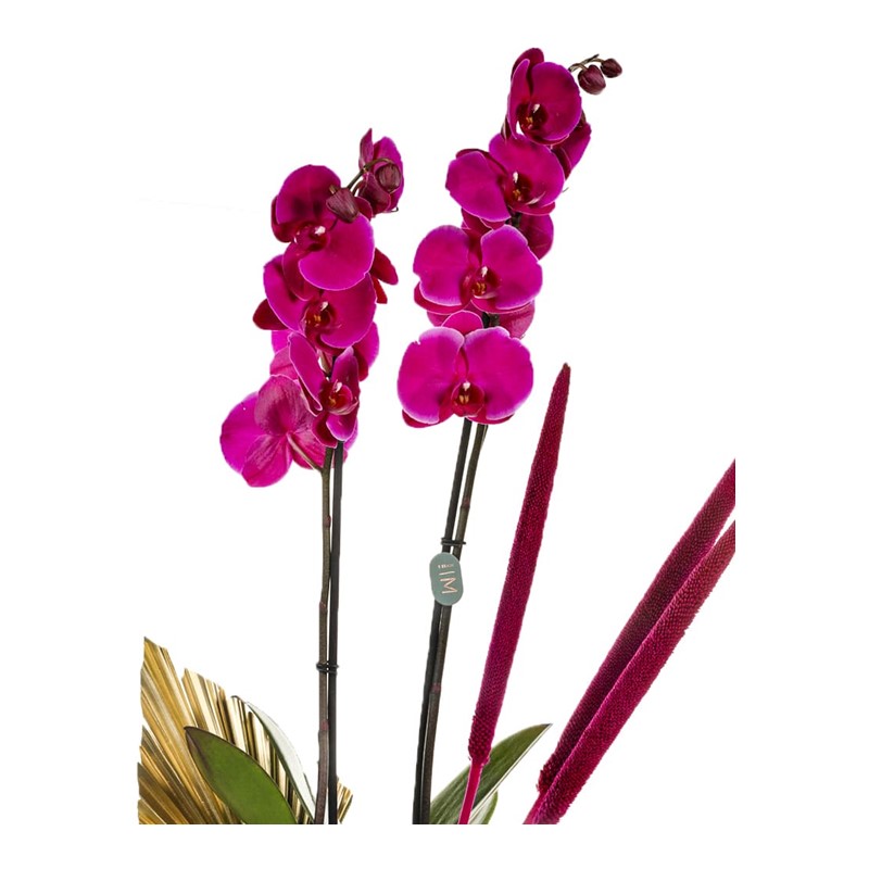 Royal Pink Orchid