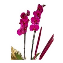 Royal Pink Orchid