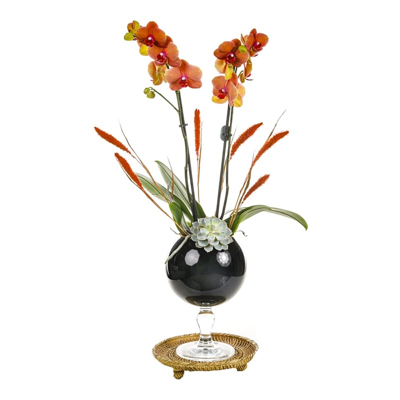 Orange Orchid İn Glass