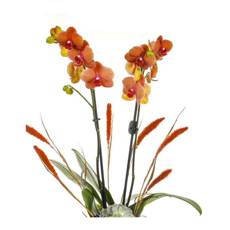 Orange Orchid İn Glass