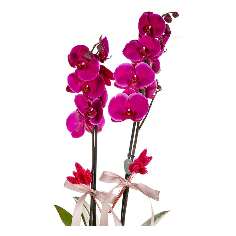 Pink Of Elegance