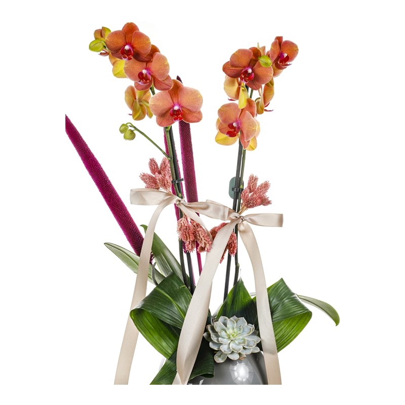 Orange Orchid İn Gray Tone