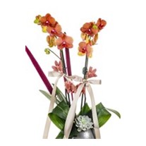 Orange Orchid İn Gray Tone