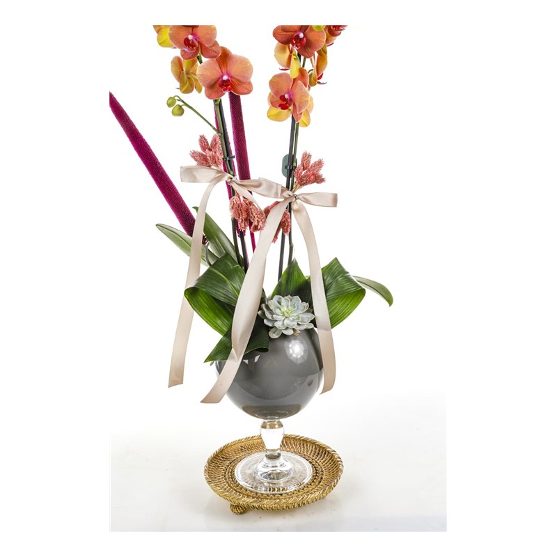 Orange Orchid İn Gray Tone