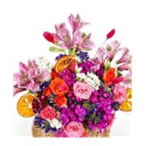 Purple Colorful