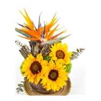 Sunflower Of Forest