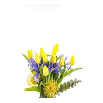 Yellow Tulip Effect