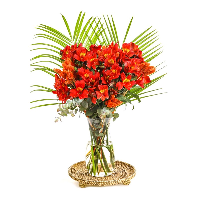 Orange Astomerya
