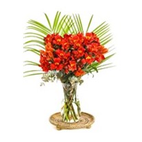 Orange Astomerya