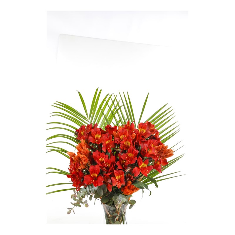 Orange Astomerya