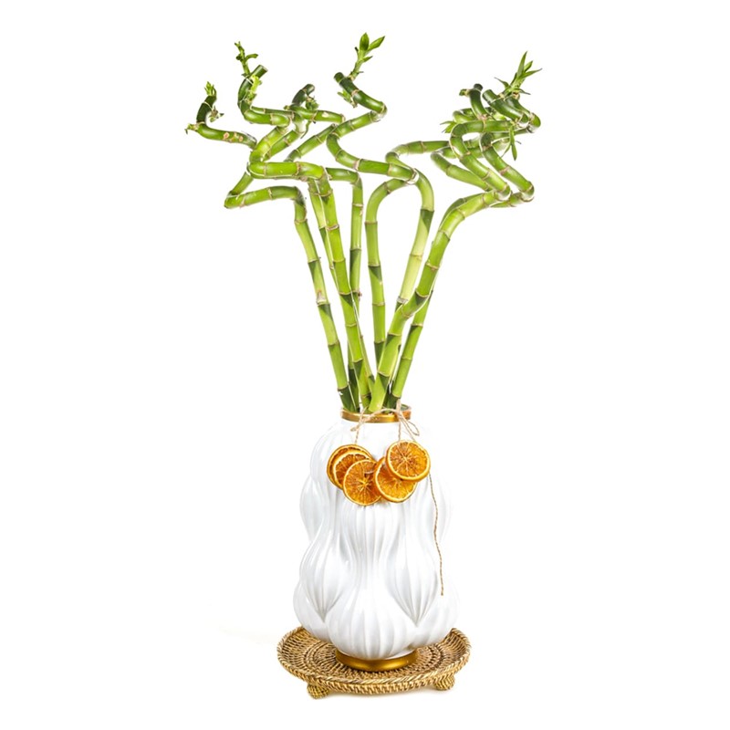 White Bamboo