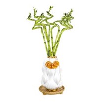 White Bamboo