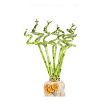 White Bamboo