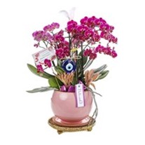 Delux Fuchsia Orchid