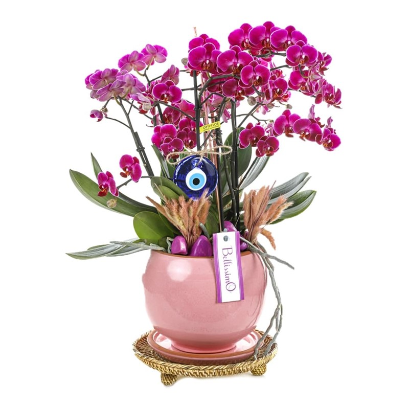 Delux Fuchsia Orchid