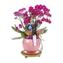 Delux Fuchsia Orchid
