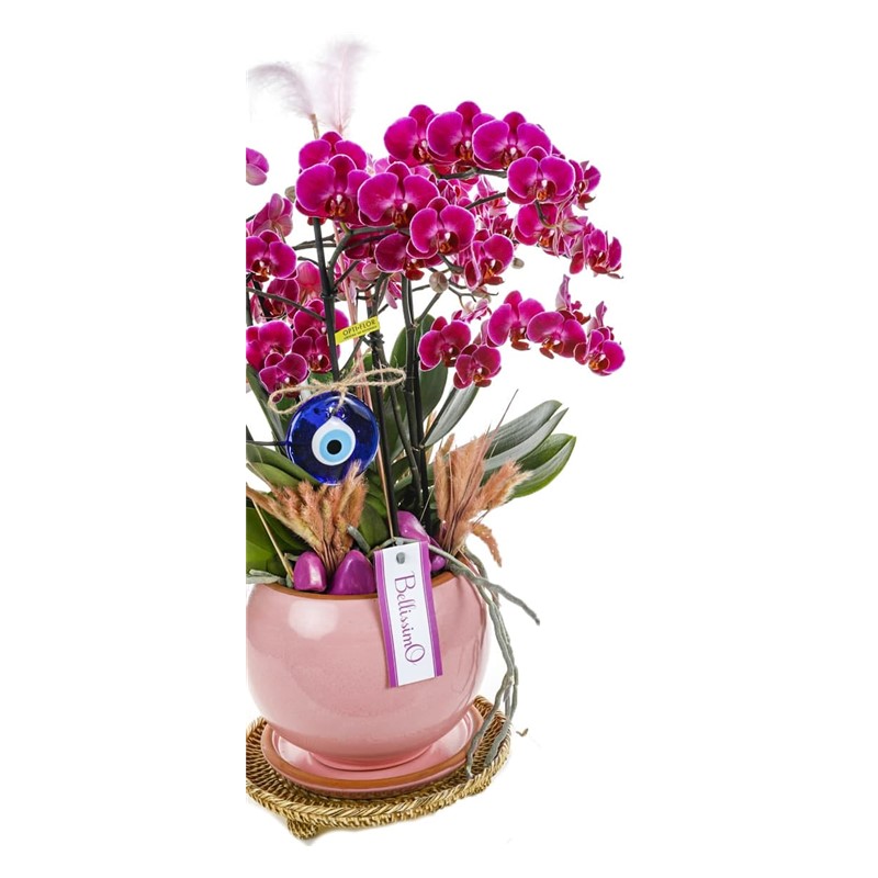 Delux Fuchsia Orchid