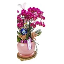 Delux Fuchsia Orchid