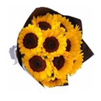 Günebakan Sunflowers