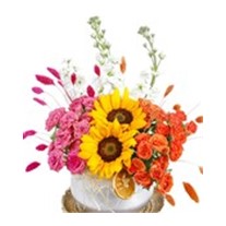 Two Colors Sunflowers