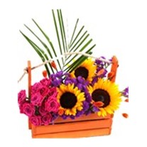 Sunflower Orange Garden