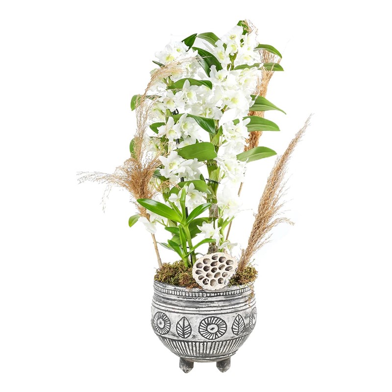 Pampas Of Dendrobium