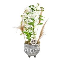 Pampas Of Dendrobium