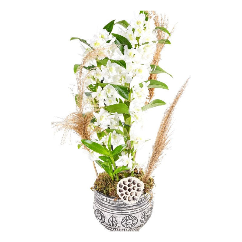 Pampas Of Dendrobium