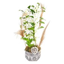 Pampas Of Dendrobium