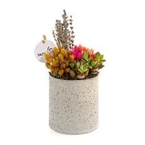 Coral Teraryum