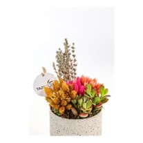 Coral Teraryum