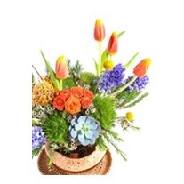 Purple Hyacinth Lovers