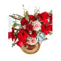 Salmon Red Roses