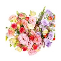 Lisianthus Lovers