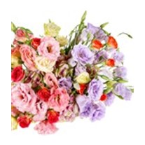 Lisianthus Lovers
