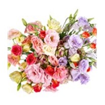 Lisianthus Lovers