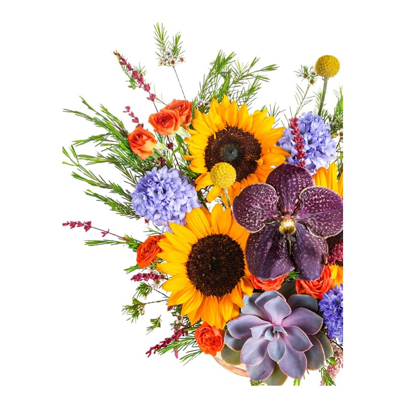 Sunflower Mix Hyacinth