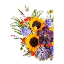 Sunflower Mix Hyacinth