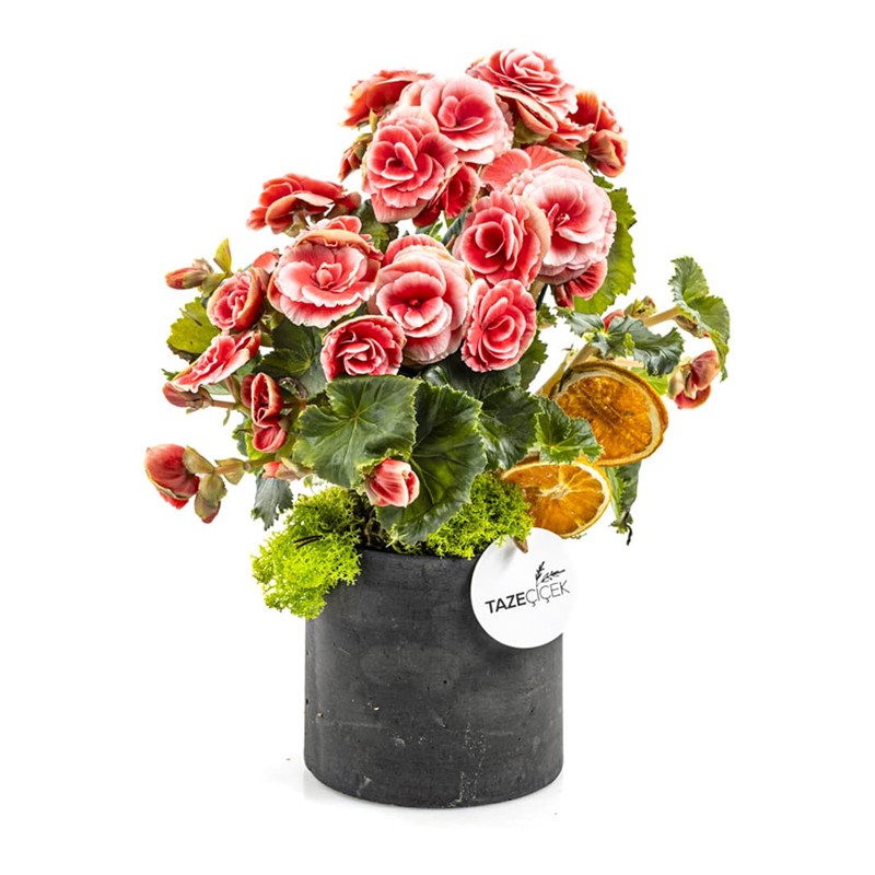 Candy Begonia