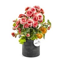 Candy Begonia