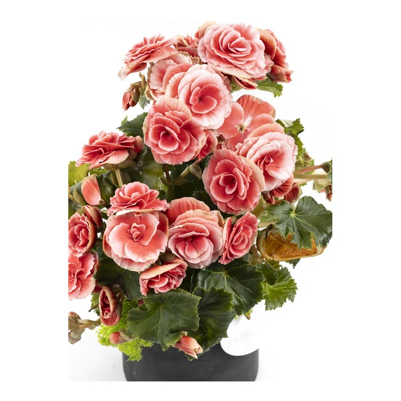 Candy Begonia
