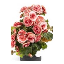 Candy Begonia