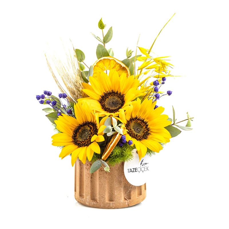 Sunflower Light Ayçiçeği
