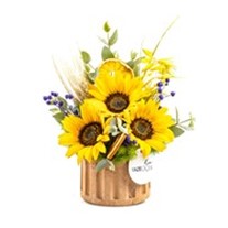 Sunflower Light Ayçiçeği