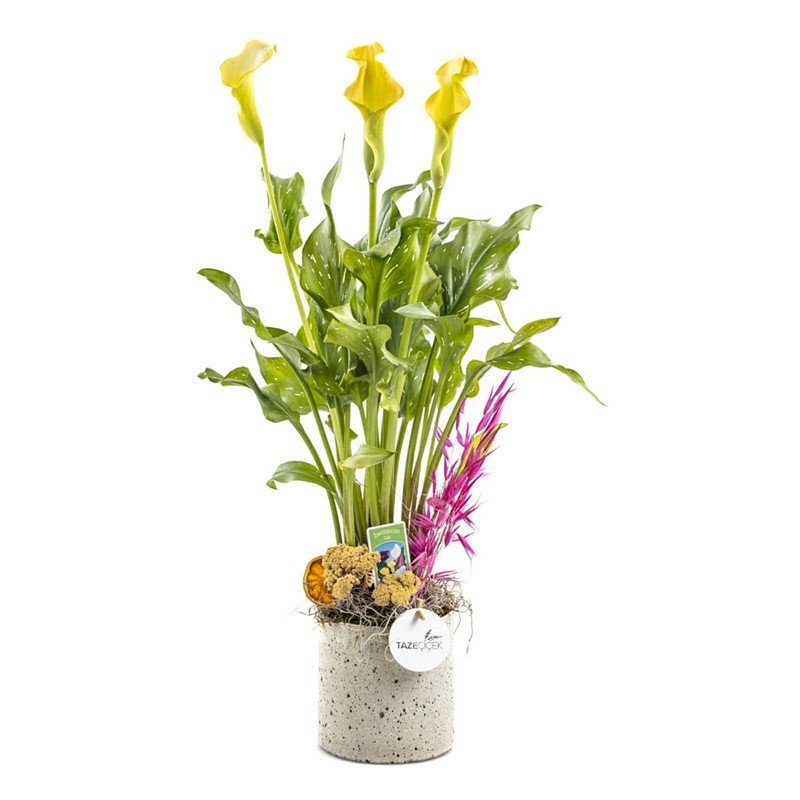 Gala Flower