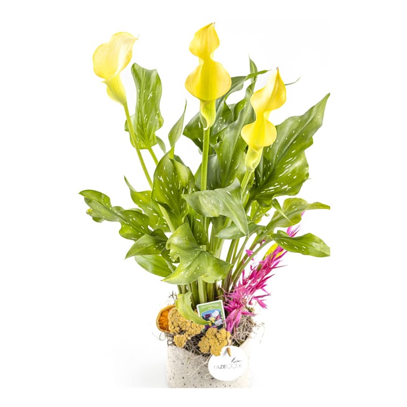 Gala Flower